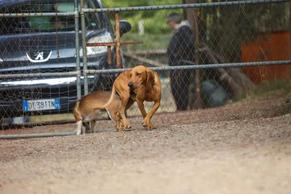 Adotta, non comprare